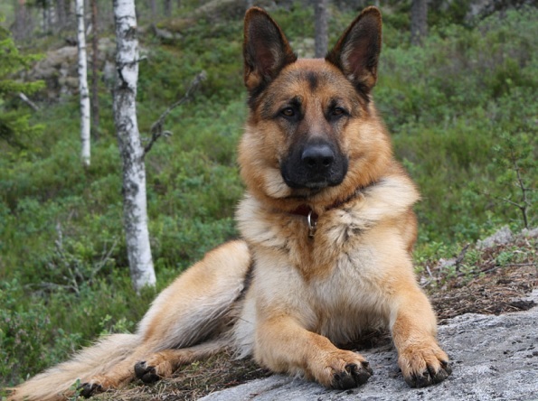 Top 10 legintelligensebb kutyafajták: német juhász