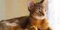 Abesszin macska: jellem, a fogva tartás körülményei és nem csak