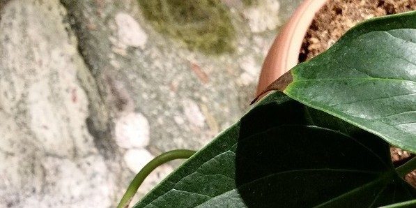 Hogyan kell kezelni Anthurium, ha a tippeket a levelek elszíneződése és száraz