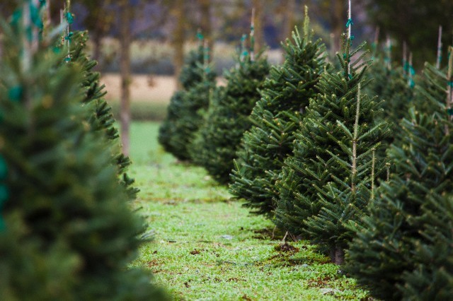 Ültetvény, ahol a fák nőnek - egy élő karácsonyfa