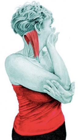 Anatomy of stretching: stretching nyakát forgatók