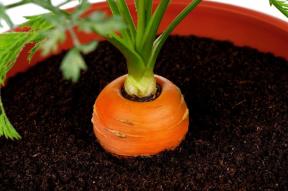 Mini-kert az apartmanban: hogyan nőnek zöldségek, fűszernövények, és még eper otthon
