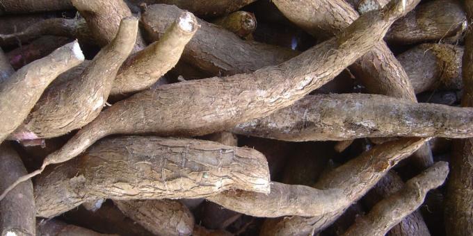 Káros termékek: manióka