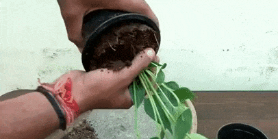 Hogyan transzplantáció a Anthurium: víz a növény és után 7-10 percig, vegyük a bankot