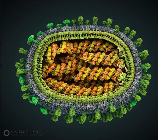 Modell influenzavírus