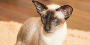 Sziámi macska: fajta leírása, jellege és gondozása