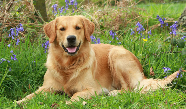 Top 10 legintelligensebb kutyafajták: Golden Retriever