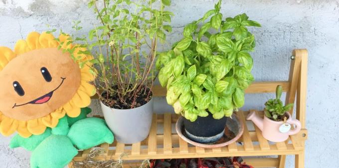 Hogyan kell tárolni a gyógynövények: termeszthető otthon