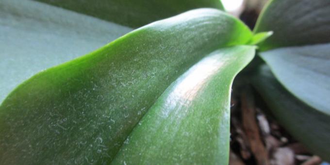 Hogyan, hogy a víz az orchidea: megszabadulni a por a leveleken, gondoskodjon zuhanyzó növény