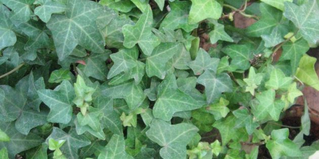 Shade szobanövények: Hedera (borostyán)