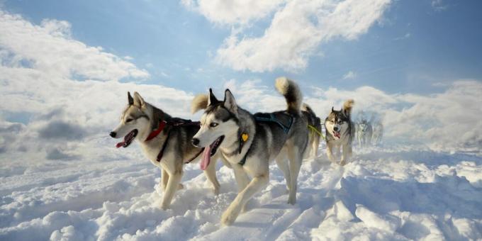 Husky: a fogva tartás körülményei