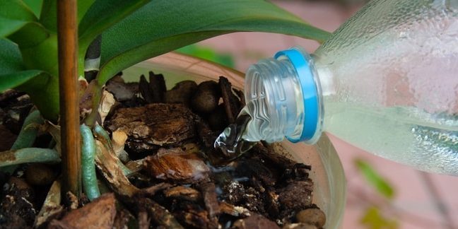 Hogyan vizet az orchidea: meg kell kérni, hogy a növény maga, ha vizet öntenek