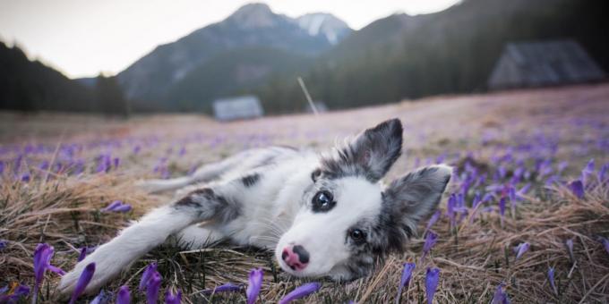 Hogyan készítsünk gyönyörű fotók a kutyák: A fényképezőgép és az objektív fontos