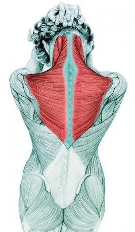 Anatomy of stretching: stretching a nyak flexorok