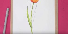 15 módon felhívni a gyönyörű tulipánokat