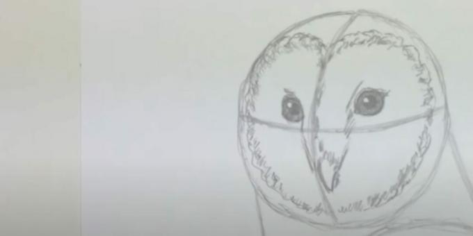 Bagoly rajzolása: ábrázolja a csőröt és az arclemezt