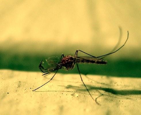 Folk jogorvoslati szúnyogok elleni, tanácsot, hogyan lehet védekezni a rovarok