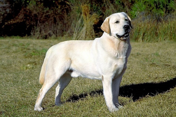 Top 10 legintelligensebb kutyafajták: Labrador retriever