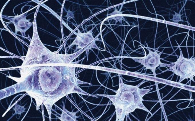 Az idegsejtek nem regenerálódnak