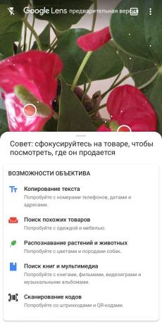 Határozza típusú szobanövények Google Lens