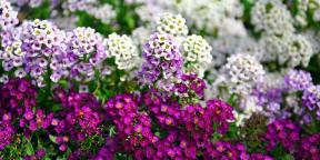 15 gyönyörű egynyári hogy virágzik egész nyáron