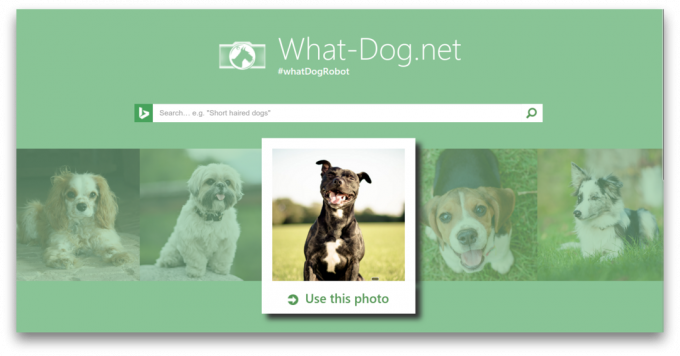 What-Dog.net