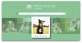 Lekérése - innováció a Microsoft, amely felveszi a kutya a fotó