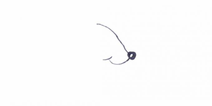 Patkány rajzolása: vázolja fel a fej körvonalait