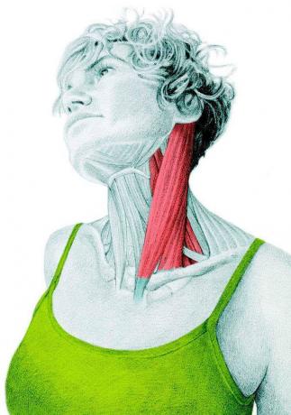 Anatomy of stretching: stretching az oldalsó hajlító a nyak