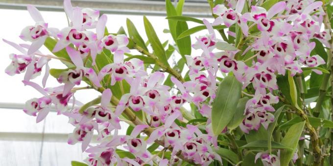 Hogyan törődik orchideák Dendrobium