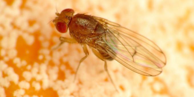 Hogyan lehet megszabadulni a szúnyogok a szobában színek: Drosophila