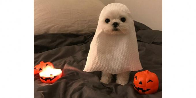 Halloween jelmez kutya