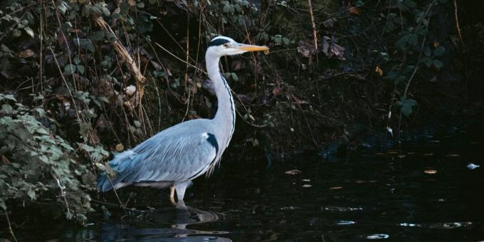 Vadon élő állatok túlélése: Ne menj madarakat vízért