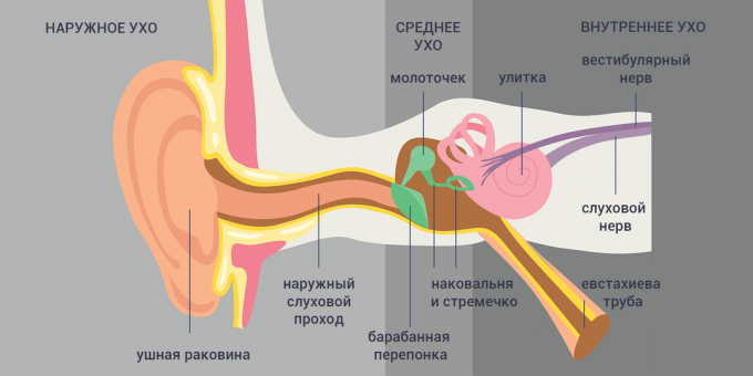 Tubo-otitis: a fül szerkezete 