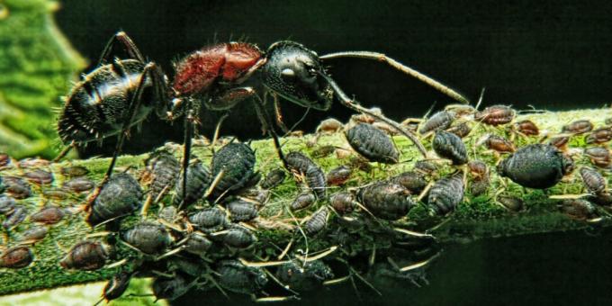 Tévhitek és érdekes tények az állatokról: a világ legerősebb lénye a hangya