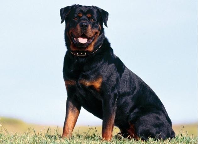 Top 10 legintelligensebb kutyafajták: Rottweiler