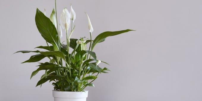 Igénytelen növények Spathiphyllum