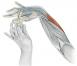 Nyújtás Anatomy képekben: gyakorolja a karok és a lábak