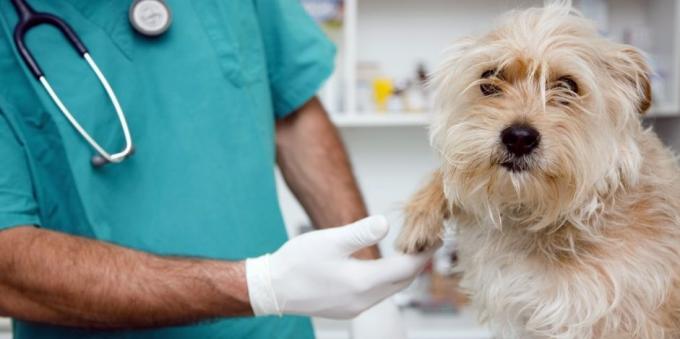 Rendszeres látogatók, hogy az állatorvos a kutya enyhíti számos egészségügyi problémát