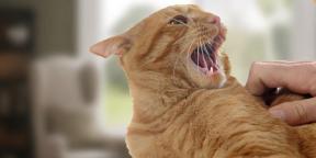 Mi a teendő, ha egy macska viselkedik agresszíven