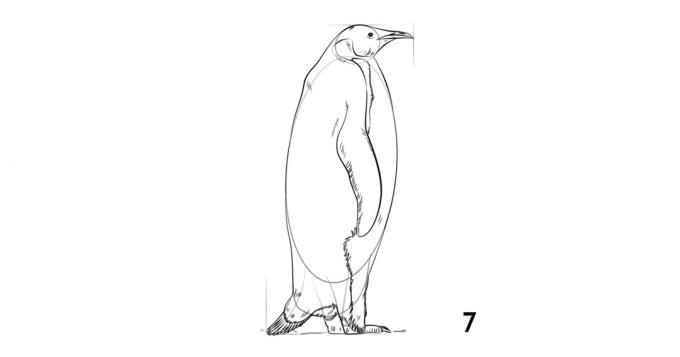 Hogyan kell felhívni a pingvin