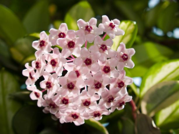 Artur Karnoza Hoya (Hoya carnosa), vagy a viasz borostyán