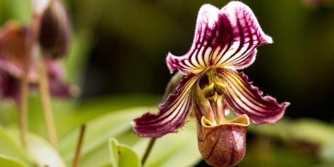 Hogyan törődik orchideák Pafiopedilum