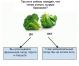 Hogyan harci túlevés: brokkoli teszt