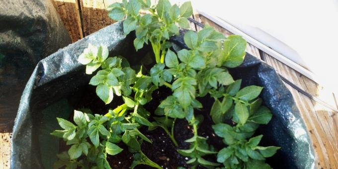 Hogyan növekszik burgonyát otthon