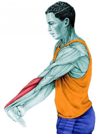 Anatomy of stretching: nyújtás az alkar extensor