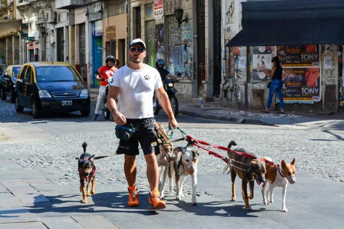 látogasson Argentína: Kutyák