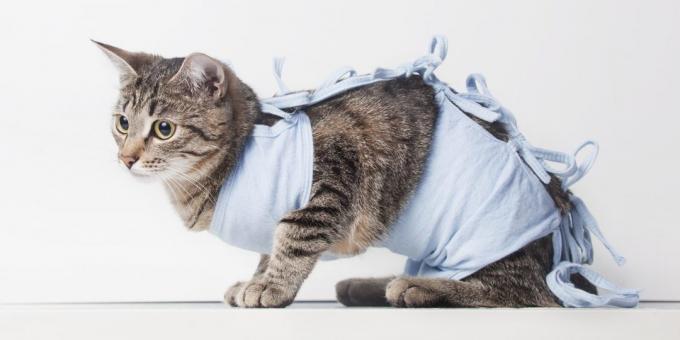 Az ivartalanítás a macskák: takaró