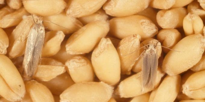 Hogyan lehet megszabadulni a moly élelmiszer