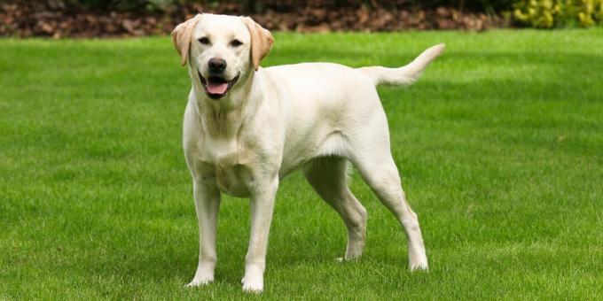 Labrador retriever